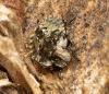 Pentatoma rufipes